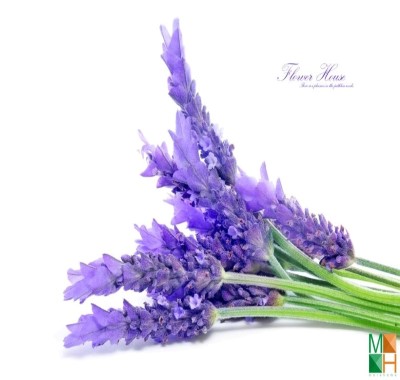  Tranh dán tường Hàn Quốc hoa lavender màu tím FW - 120